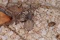 Phryganoporus_canididus_D3605_Z_82_Hamelin pool_Australie